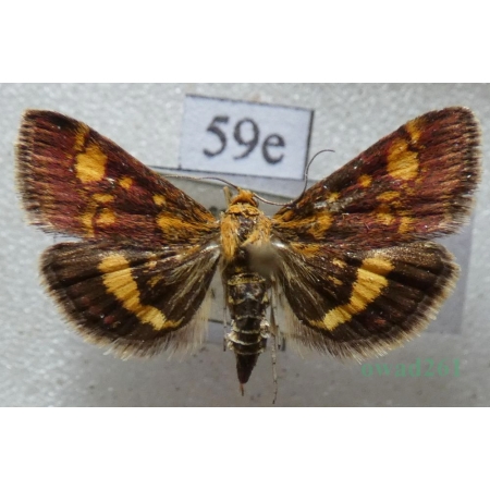 Pyrausta aurata (Scopoli, 1763) Omacnica złotowianka Czech59e